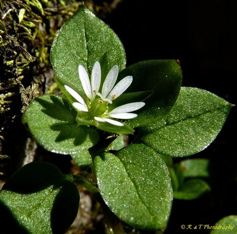 {Stellaria media}